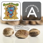 Graines de cannabis Jet Fuel Mandarine XL Auto Sweet Seeds autofleurissantes diesel collection premium