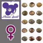 15 Advanced Seeds Amnesia Fast feminisierte Cannabissamen mit weiblichem Symbol, schnelle Sativa-Sorte
