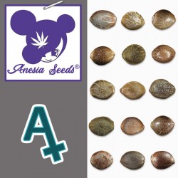 15 Advanced Seeds Auto Animal Zookies Samen in braunen und gesprenkelten Tönen, autoflowering Sorte
