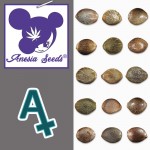 15 Advanced Seeds Auto Animal Zookies Samen in braunen und gesprenkelten Tönen, autoflowering Sorte
