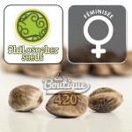 Philosopher Seeds AmnesiaZ feminisierte Samen, sativa-dominanter Hybrid mit Amnesia Haze-Genetik