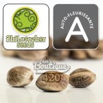 Philosopher Seeds Black Bomb Auto autoflowering Samen, kompakte und ertragreiche Indica-Sorte