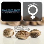 Forbidden Fruit Cake feminisierte Cannabissamen von Advanced Seeds, Premium-Sorte mit 26-27% THC