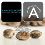 Cannabissamen Advanced Seeds Auto Slurricane, autoflowering Sorte Do-Si-Dos x Purple Punch