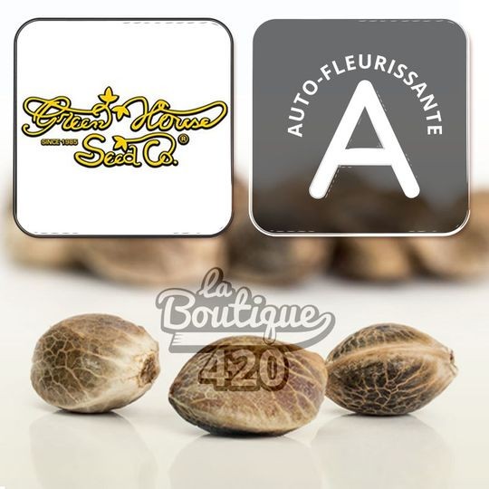Feminisierte autoflowering Cannabissamen Green House Seeds Chemical Candy Auto, Premium-Genetik für Sammler