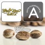 Cannabissamen Green House Seeds Frosted Guava Auto, premium autoflowering Sorte 420 Kollektion