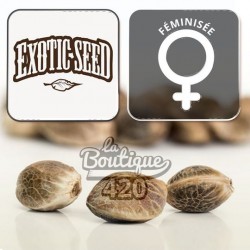 Feminisierte Cannabissamen Exotic Seeds Artic Flurry, premium Indica-Sativa-Hybride für Sammler