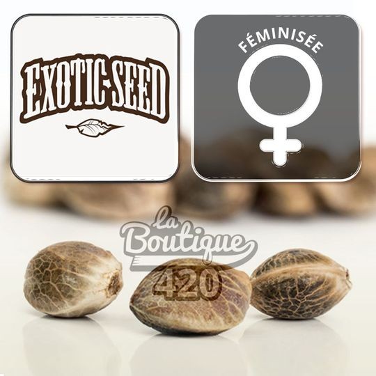 Feminisierte Cannabissamen Exotic Seeds Pink Hokkaido, Premium-Hybride mit Zitronen-Diesel-Aromen