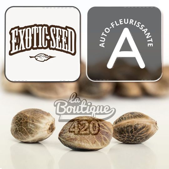 Autoflowering Cannabissamen Exotic Seeds Purple Monkey Auto F5 mit violetten Farben für Sammler