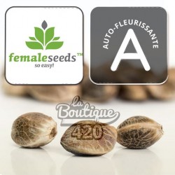 Feminisierte autoflowering Gelato Auto Samen von Female Seeds, premium Indica-Sativa-Genetik