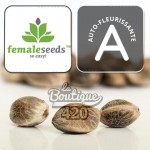 Feminisierte autoflowering Gelato Auto Samen von Female Seeds, premium Indica-Sativa-Genetik