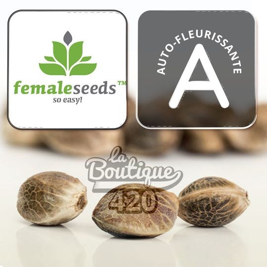 Feminisierte autoflowering Gelato Auto Samen von Female Seeds, premium Indica-Sativa-Genetik
