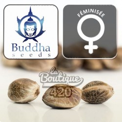 Drei Kollektions-Cannabissamen Buddha Seeds Buddha Classics Diesel Feminisiert mit natürlicher Textur