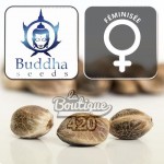 Cannabissamen Buddha Cookie Feminisiert von Buddha Seeds, Indica-dominante Sorte mit Schokoladen-Biscuit-Aromen