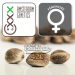 Drei feminisierte Skyrocket Cannabissamen von Amsterdam Genetics mit Qualitätsgenetik-Logos