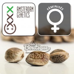 Feminisierte Skywalker Saga Cannabissamen von Amsterdam Genetics mit Premium-Genetik Kosher Kush x OG 18