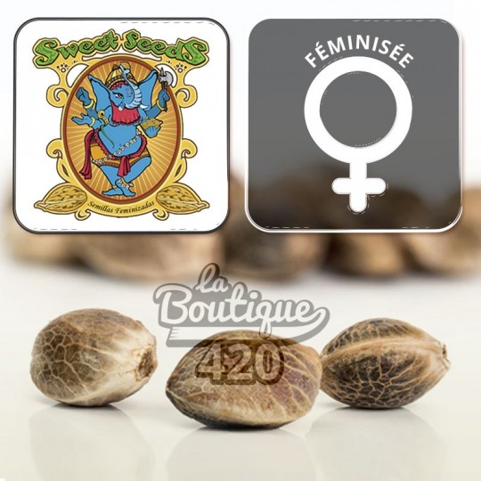 Trois graines de collection Sweet Seeds Killer Kush F1 Fast Version féminisée avec logo de qualité