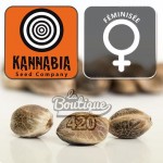 Drei feminisierte Moby Dick Cannabissamen von Kannabia, legendäre Sorte aus der Kreuzung White Widow x G13 Haze