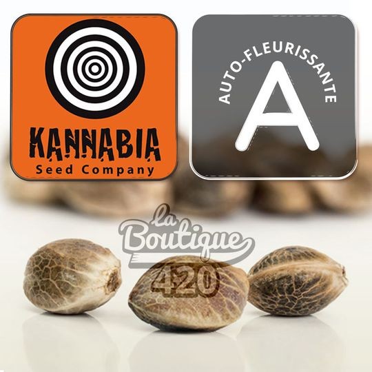Autoflowering Runtz Auto Cannabissamen von Kannabia Seeds, Sammlersorte mit Premium Zkittlez x Gelato Genetik