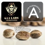 Autoflowering Cannabissamen Jealous Mary Auto von G13 Labs, Premium Collection mit Gelato Sunset Genetik