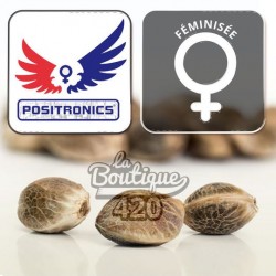 Feminisierte Positronics Supercheese, preisgekrönte Oldschool-Cheese-Sorte mit stabiler Genetik