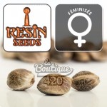 Feminisierte Forbidden Widow Cannabissamen von Resin Seeds, premium Indica-Hybrid mit fruchtigen Aromen