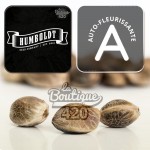 Autoflowering Banana OG Auto von Humboldt Seed Co mit kalifornischer Emerald Triangle Genetik