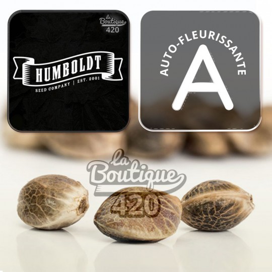 Chunkadelic Auto Cannabissamen von Humboldt Seed Co, premium kalifornische autoflorierende Varietät