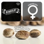 Humboldt Pound Cake Féminisée