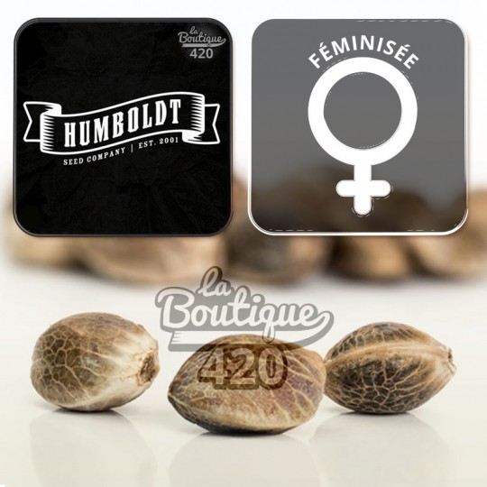 Feminisierte Mango Sherbert Samen von Humboldt Seed Company mit tropischem Mango-Erdbeer-Aromenprofil