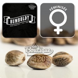 Feminisierte Strawberry Cheesecake Samen von Humboldt Seed Co, premium Indica-Sorte mit köstlichen Aromen
