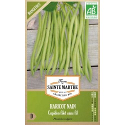 Samen der Haricot Nain Cupidon Filet Sans Fil Mangetout bio AB von La Ferme Sainte Marthe für den Gemüsegarten
