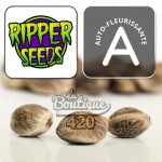 Sour Ripper Auto feminisierte Cannabissamen von Ripper Seeds, autoflowering Sammlersorte