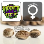 Feminisierte Zake Samen von Ripper Seeds, premium Hybridvarietät aus außergewöhnlichen amerikanischen Genetiken