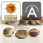 Graines de cannabis Frosted Zinn x 3 Bears OG Auto de Barney's Farm, variété autofloraison premium