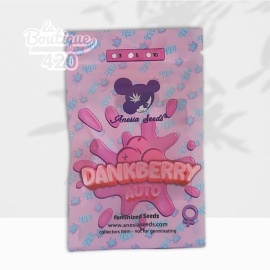 Paquet de graines Dankberry Auto Anesia Seeds variété autofloraison féminisée ultra-puissante 32% THC