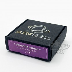 Feminisierte Silent Seeds Amnesia Lemon Samen in violetter Premium-Sammelverpackung