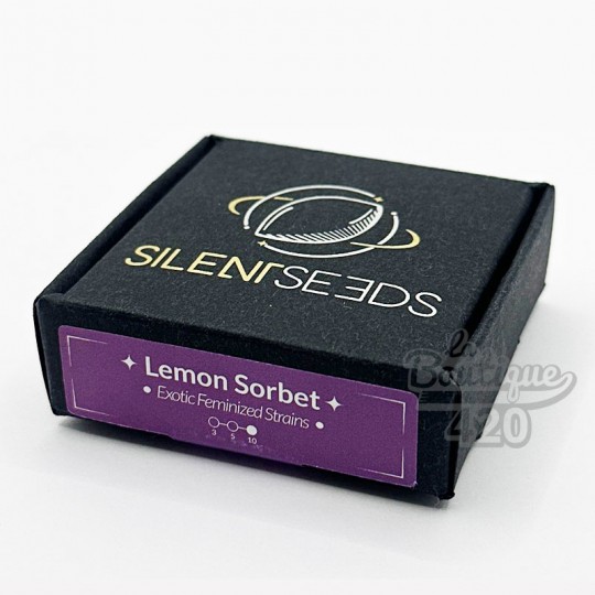 Boîte de graines Silent Seeds Lemon Sorbet féminisées, variété premium aux arômes citron intense
