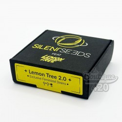 Feminisierte Silent Seeds Lemon Tree 2.0 Samen, exklusive Kollaboration mit dem kalifornischen Kollektiv