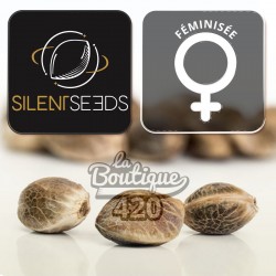 Graines de cannabis Pink Sunset féminisées Silent Seeds, génétique premium californienne Sherbinskis