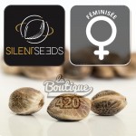 Trois graines féminisées Cherry Essence de Silent Seeds présentant leur aspect naturel marbré caractéristique