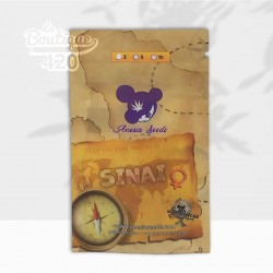 Graines féminisées Sinai d'Anesia Seeds, landrace pure Sativa du désert avec 21% THC et génétique ancestrale