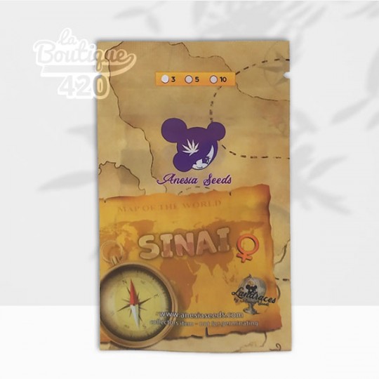 Graines féminisées Sinai d'Anesia Seeds, landrace pure Sativa du désert avec 21% THC et génétique ancestrale