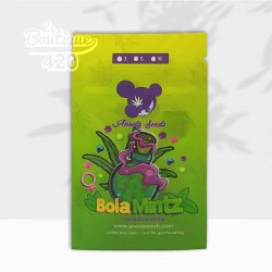 Graines féminisées Bola Mintz d'Anesia Seeds, variété premium à 34% THC issue du croisement Triangle Mints × Ebola #7