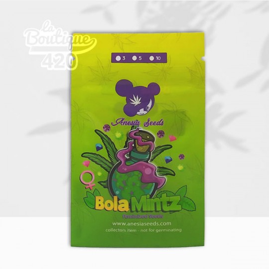 Graines féminisées Bola Mintz d'Anesia Seeds, variété premium à 34% THC issue du croisement Triangle Mints × Ebola #7