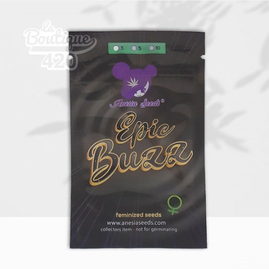 Samenbeutel der feminisierten Epic Buzz von Anesia Seeds mit violettem Logo und goldener Aufschrift auf schwarzer Verpackung