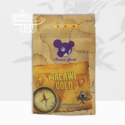 Samenbeutel der feminisierten Malawi Gold von Anesia Seeds, afrikanische 100% Sativa-Landrace aus den Hochplateaus