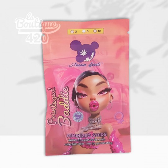 Paquet de graines Privileged Baddie féminisées d'Anesia Seeds, variété hybride à 36% THC pour collection