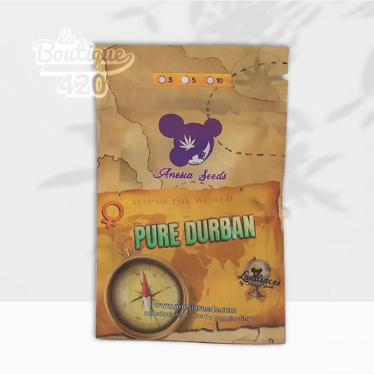 Paquet de graines Pure Durban féminisées d'Anesia Seeds, variété landrace sativa authentique d'Afrique du Sud