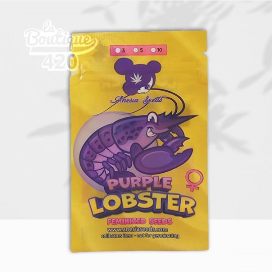Paquet de graines Purple Lobster féminisées d'Anesia Seeds, hybride premium aux arômes de myrtille et caramel